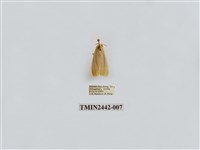 藏品(淡白凹苔蛾)的圖片